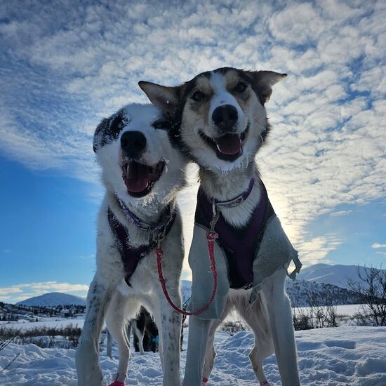 Husky Camp Adventure in the Yukon